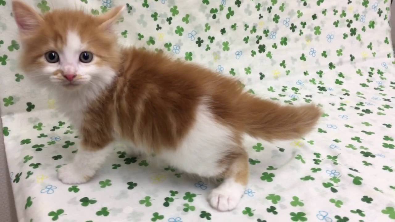 マンチカンロングヘアー