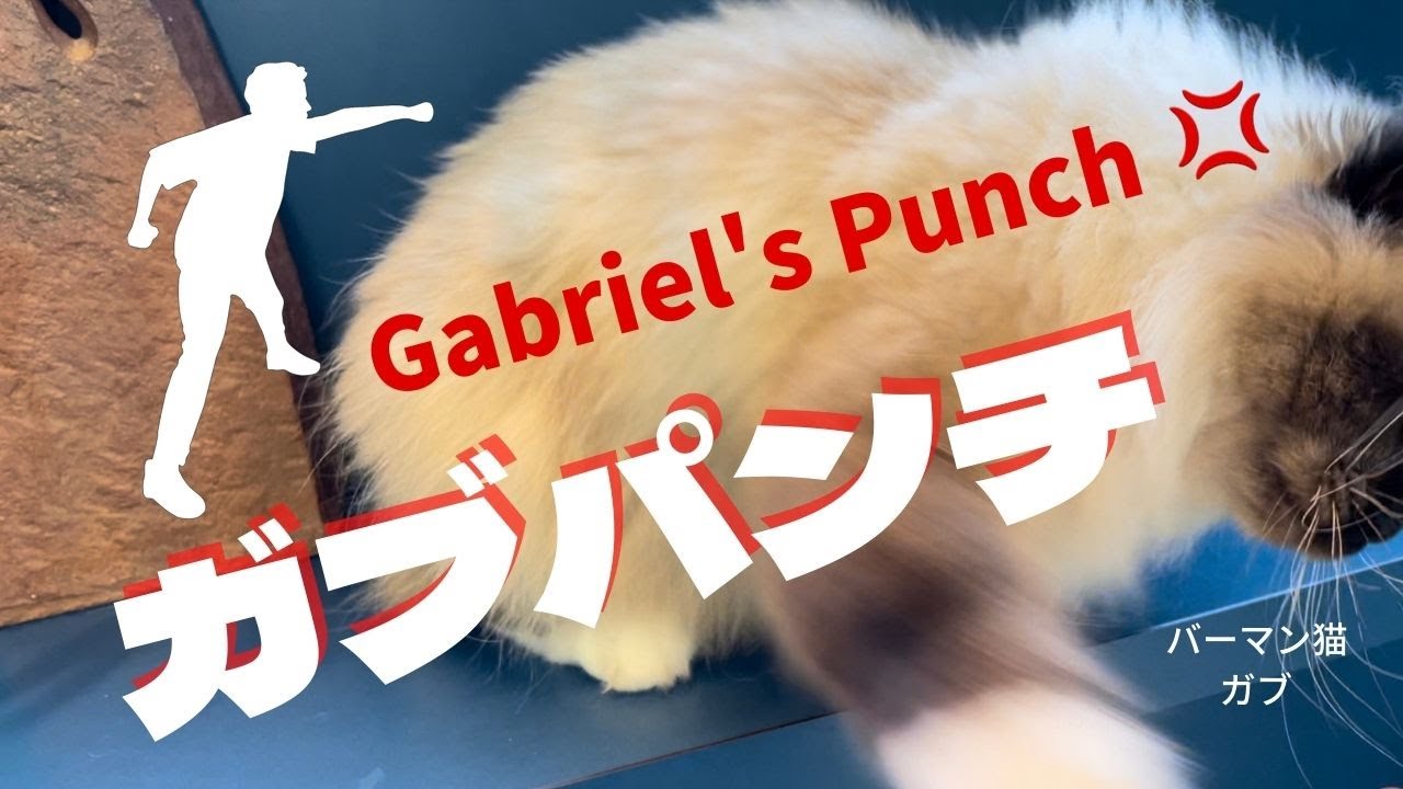 優しいガブも怒る【ガブパンチ】Gabriel's Punch（バーマン猫）Birman/Cat