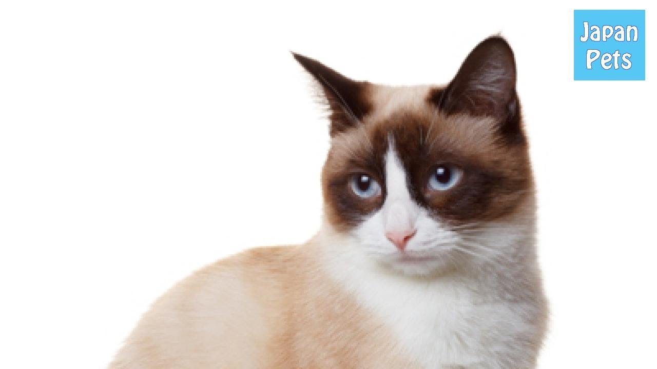 白ソックスが特徴のスノーシュー、ルーツや特徴をご紹介します。 - Japan Pets