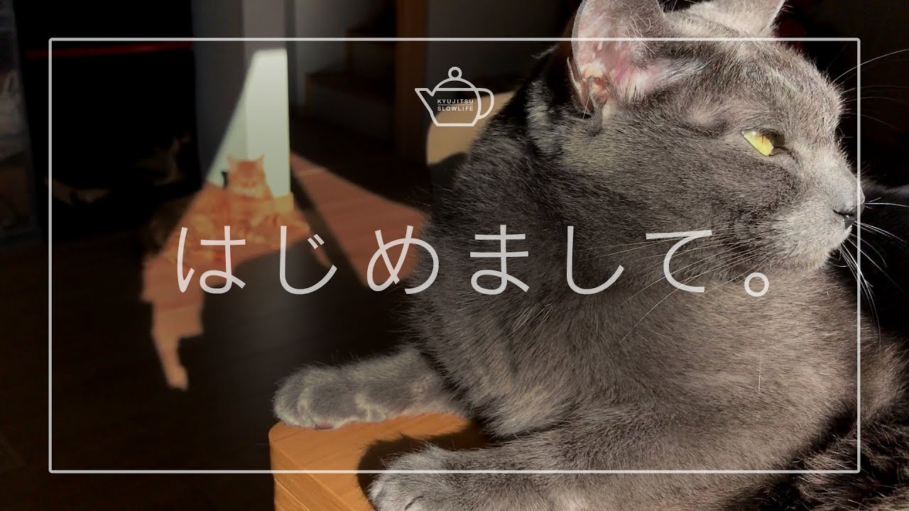 コラットのずんだ、茶トラのきなこ。