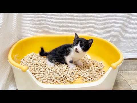 鳴きながら覚えたてのトイレをする子猫 生後29日【お盆3兄妹#19】A kittens using a newly-learned toilet while meowing.
