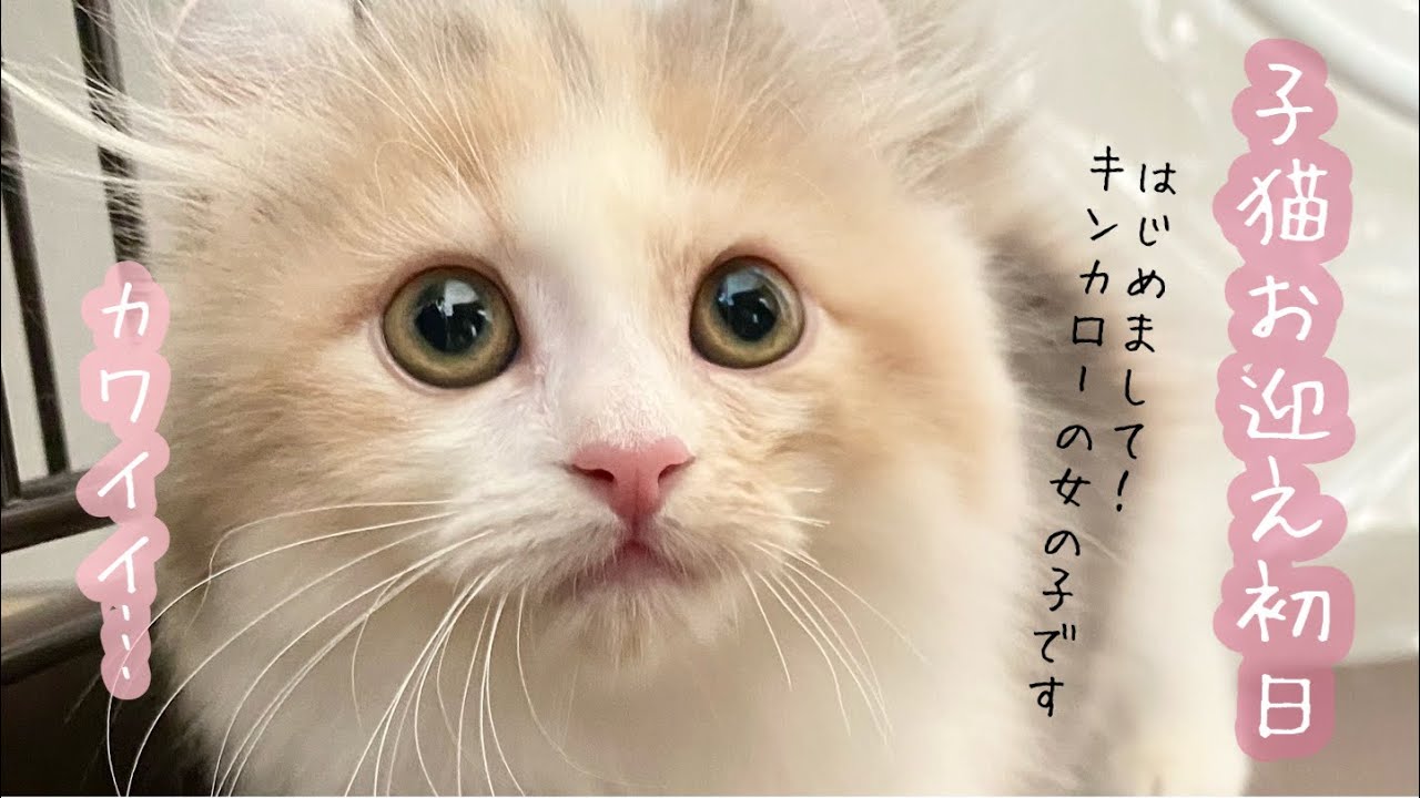 【子猫お迎え初日】マンチカン×アメリカンカールの子！キンカローの赤ちゃんがわが家に来ました！