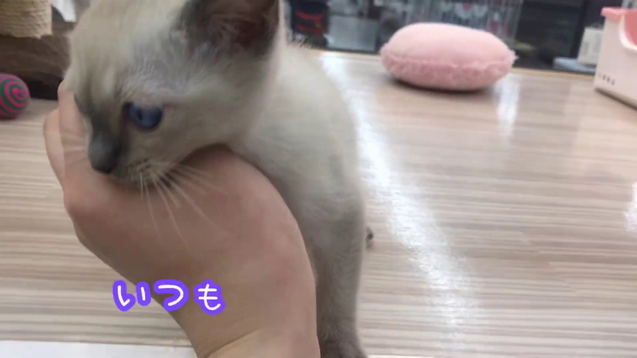 【激レア猫　トンキニーズ登場！！】シャムの気品とバーミーズの明るく穏やかな性格を持つスペシャルキャット！！（マルワン志村坂下店）