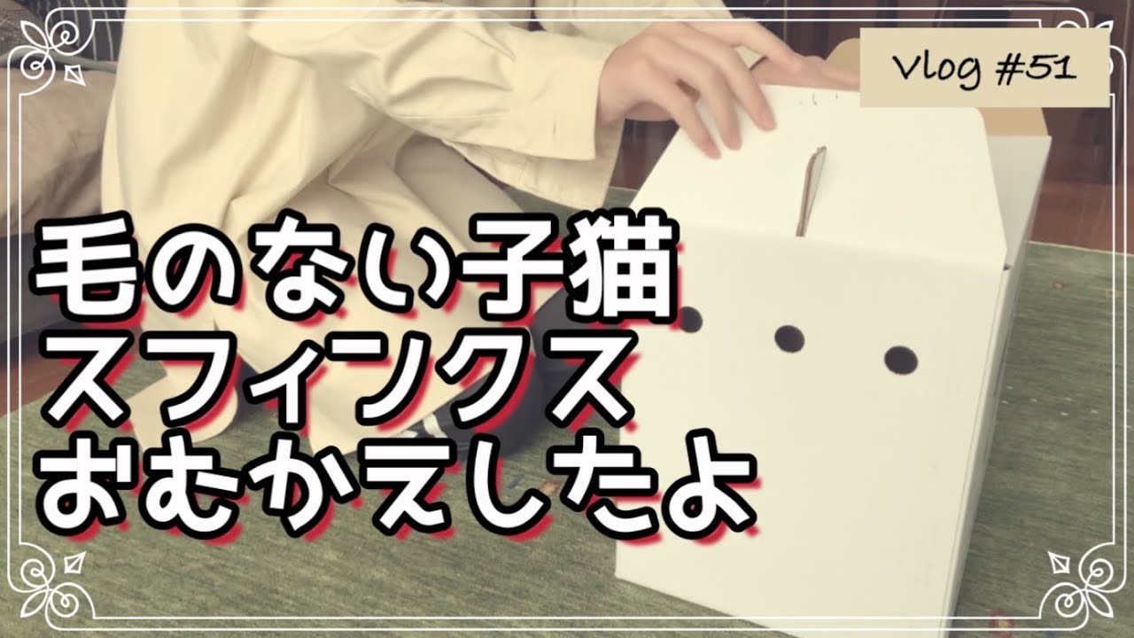 【重大発表】スフィンクスの子猫をお迎えしてしまった！／2匹目は無毛猫～初日編～