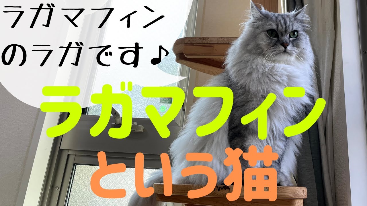 【猫品種ラガマフィン】ラガマフィンという猫について