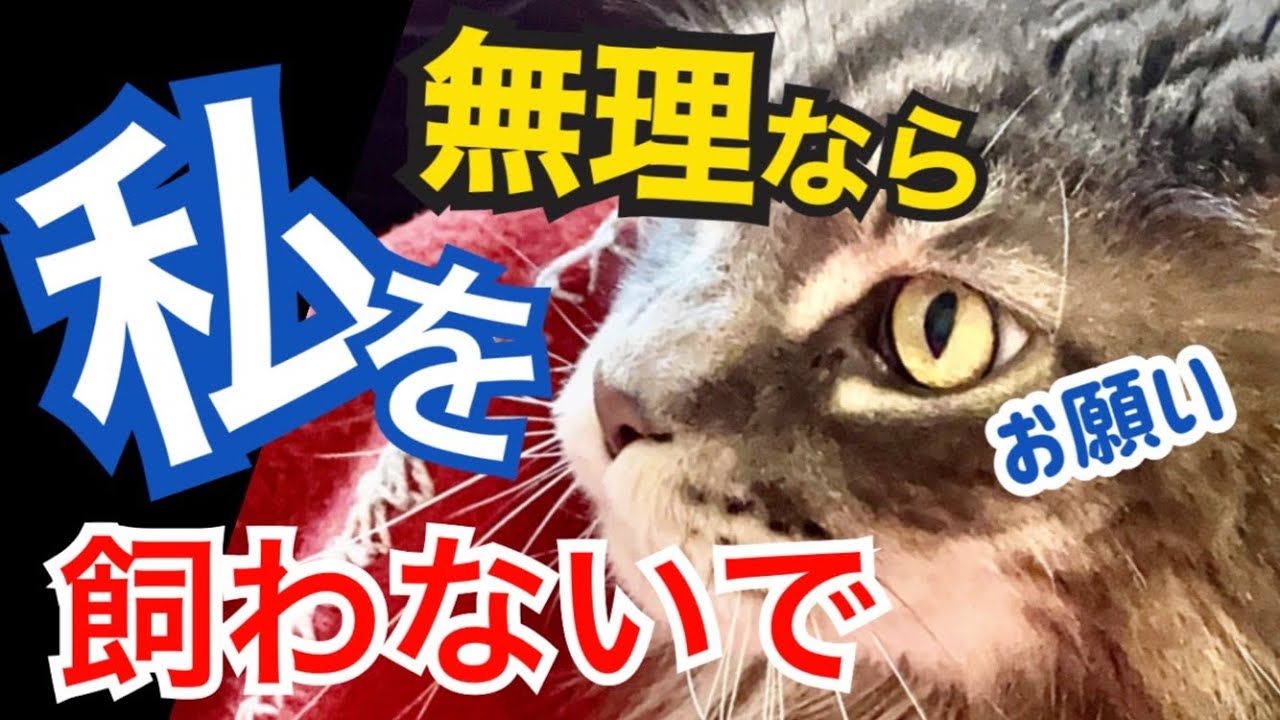 【猫を飼わない理由8選】メインクーンを飼うと大変な事を語ります。
