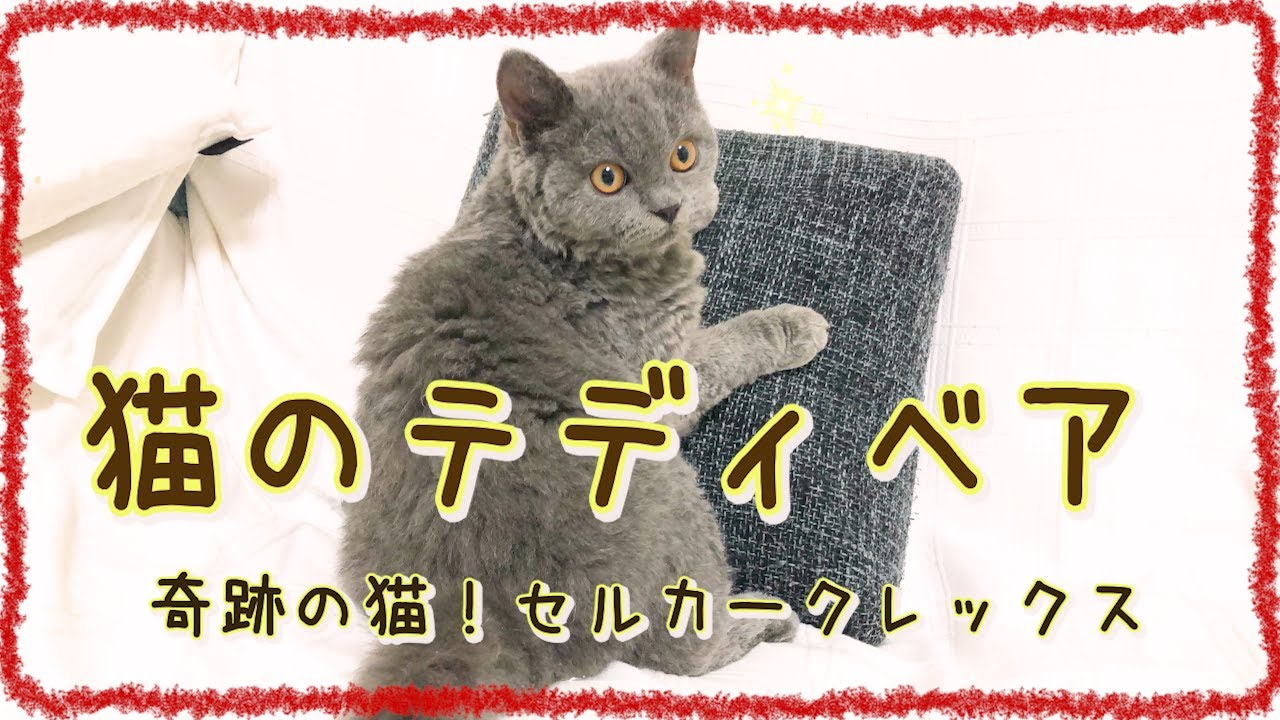 奇跡の猫　セルカークレックスってどんな猫？！｜セルカークレックス｜ブリティッシュショートヘア