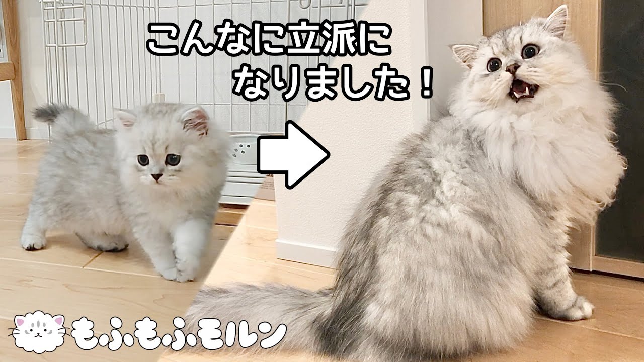 サイベリアン子猫の1年間の成長記録　もっふもふになりました！