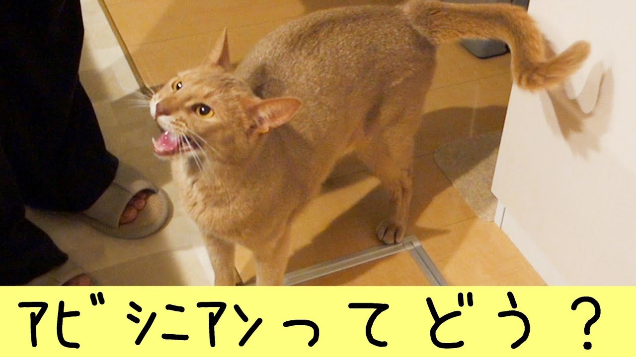 初めて猫を飼う方に（アビシニアン♂）