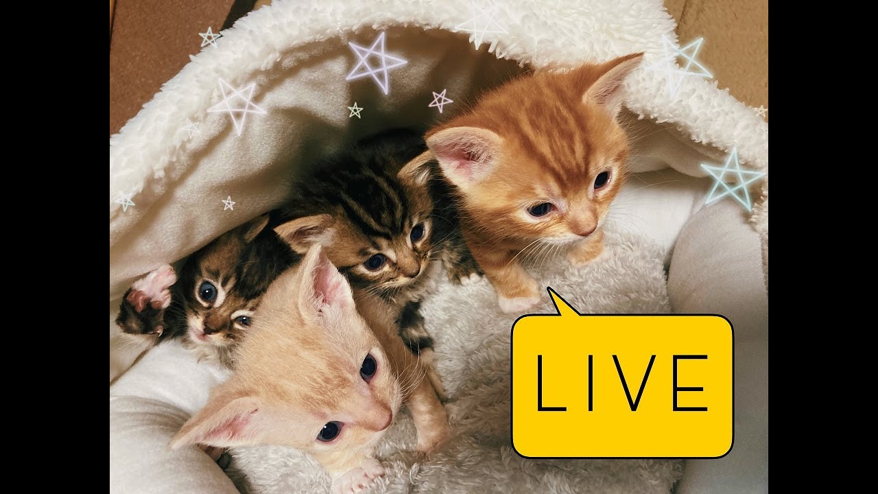子猫のライブ配信（ラグドールとラパームのMIXです！）