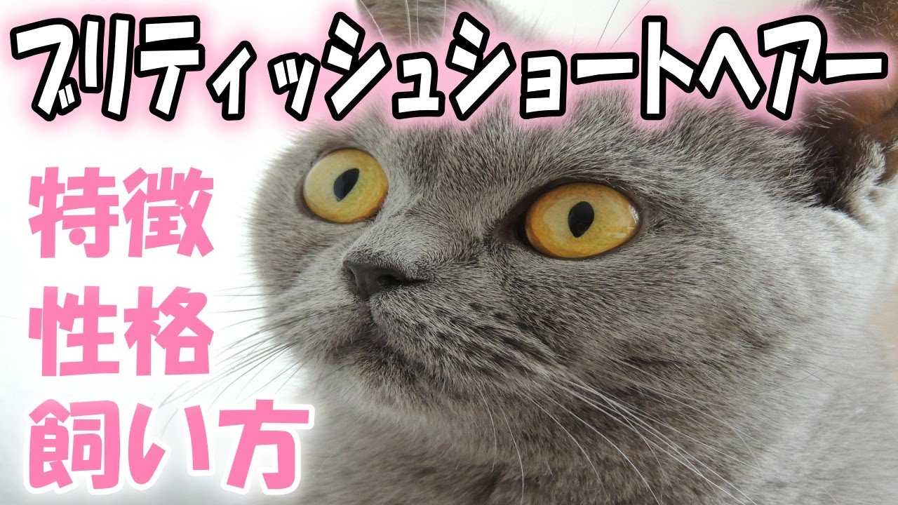 ブリティッシュショートヘアーってどんな猫？【特徴・性格・飼い方・価格帯】