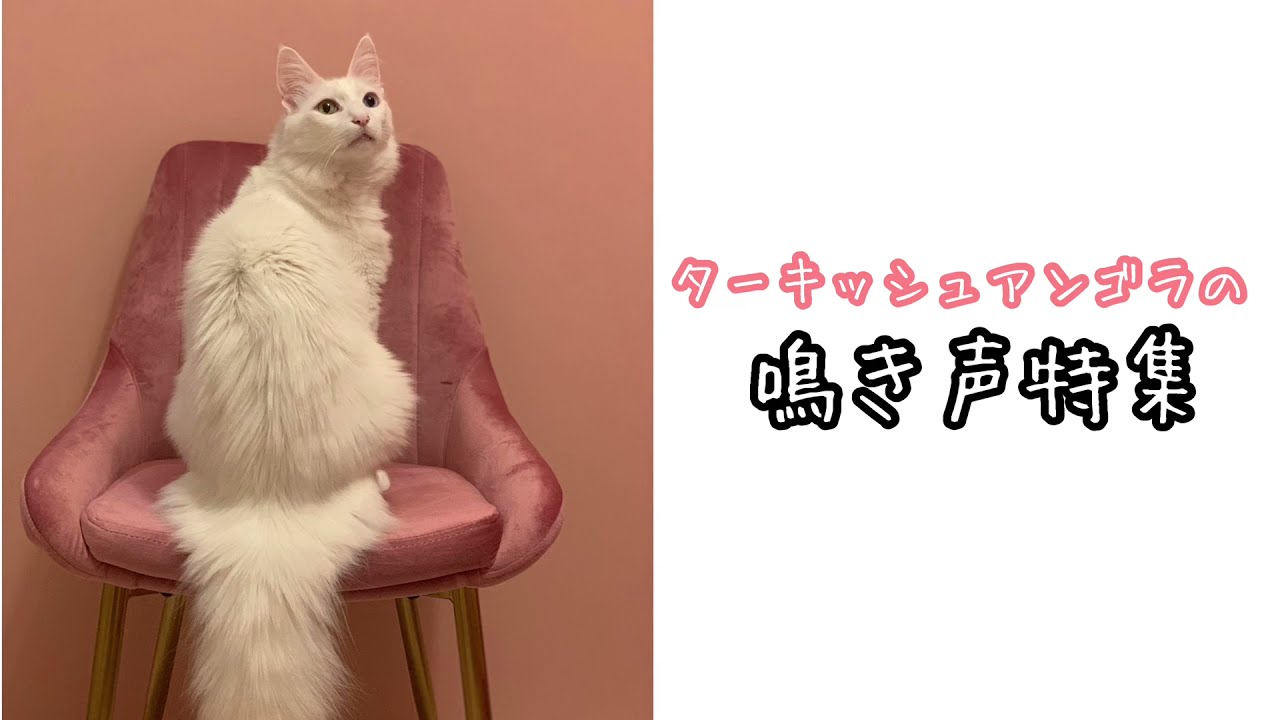 【猫の鳴き声】ターキッシュアンゴラの鳴き声特集