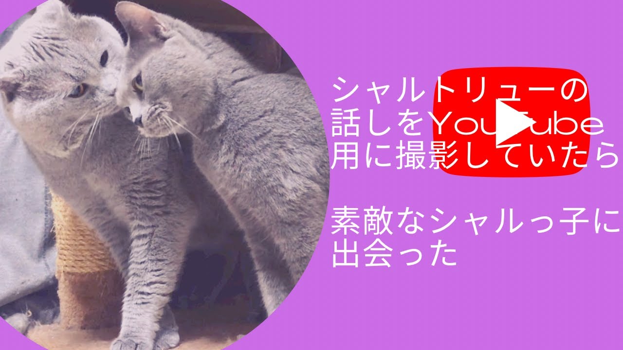 【シャルトリューの変身】シャルトリューは成猫になるにつれ変わり身していくのです