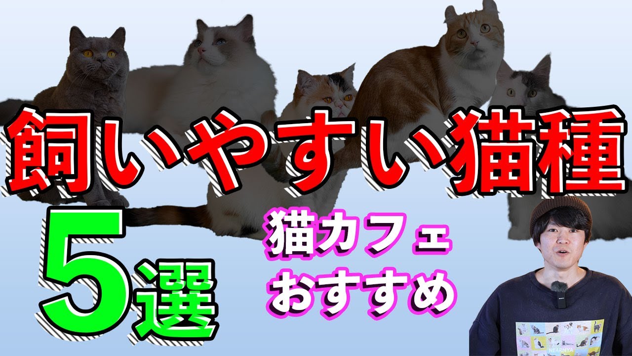 【猫カフェおすすめ！】飼いやすい猫種5選！！