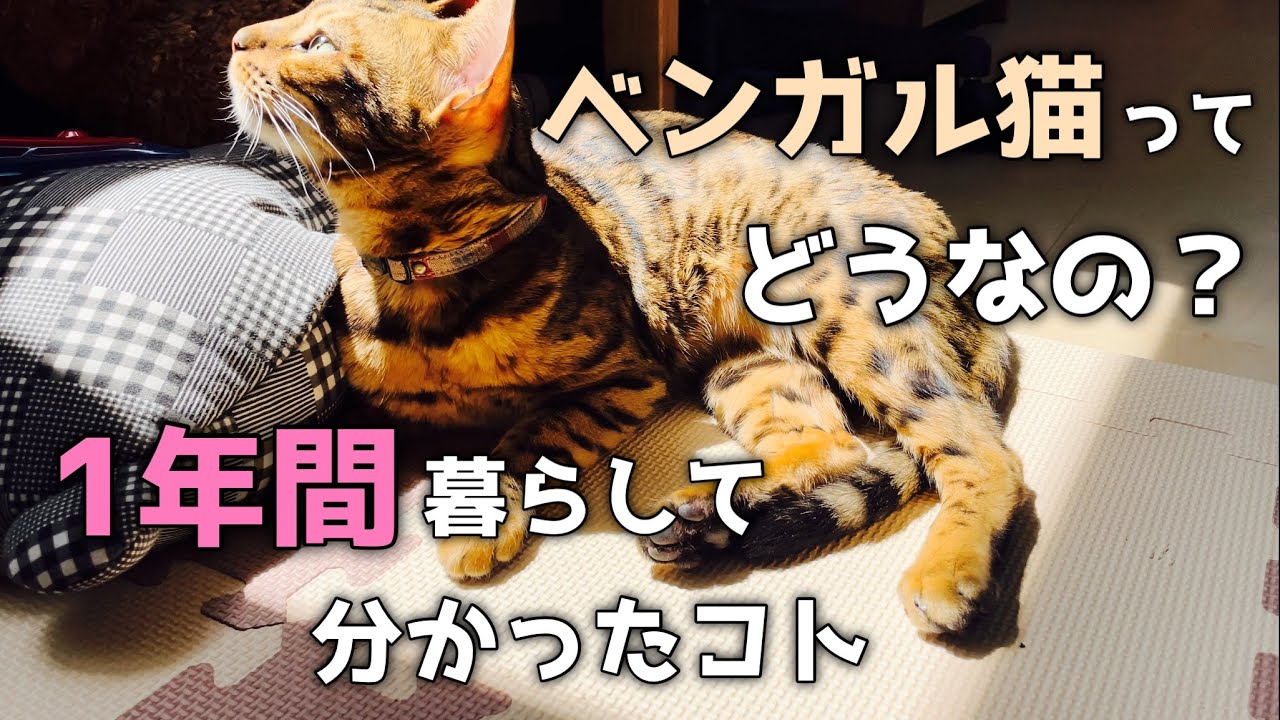 【ベンガル猫】飼いにくい？1年間暮らして分かった事を本音で紹介します