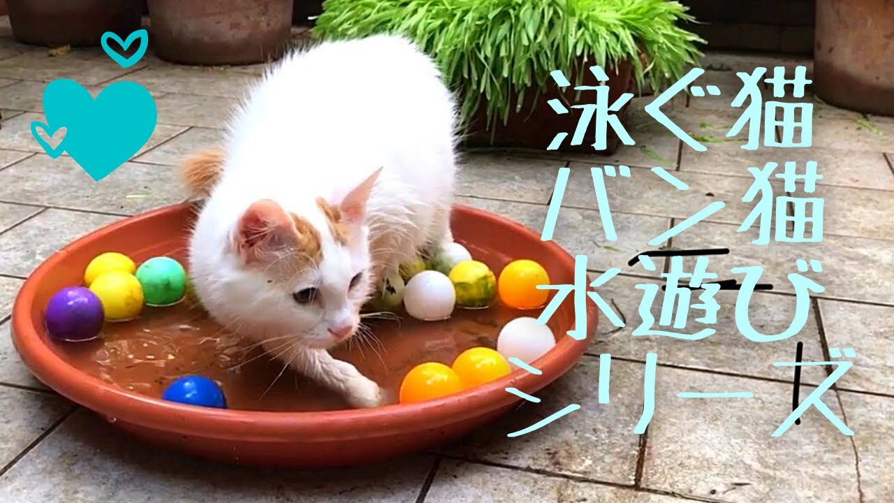 【おもしろ猫動画】水遊び大好き、泳ぐ猫ターキッシュバンの水遊び