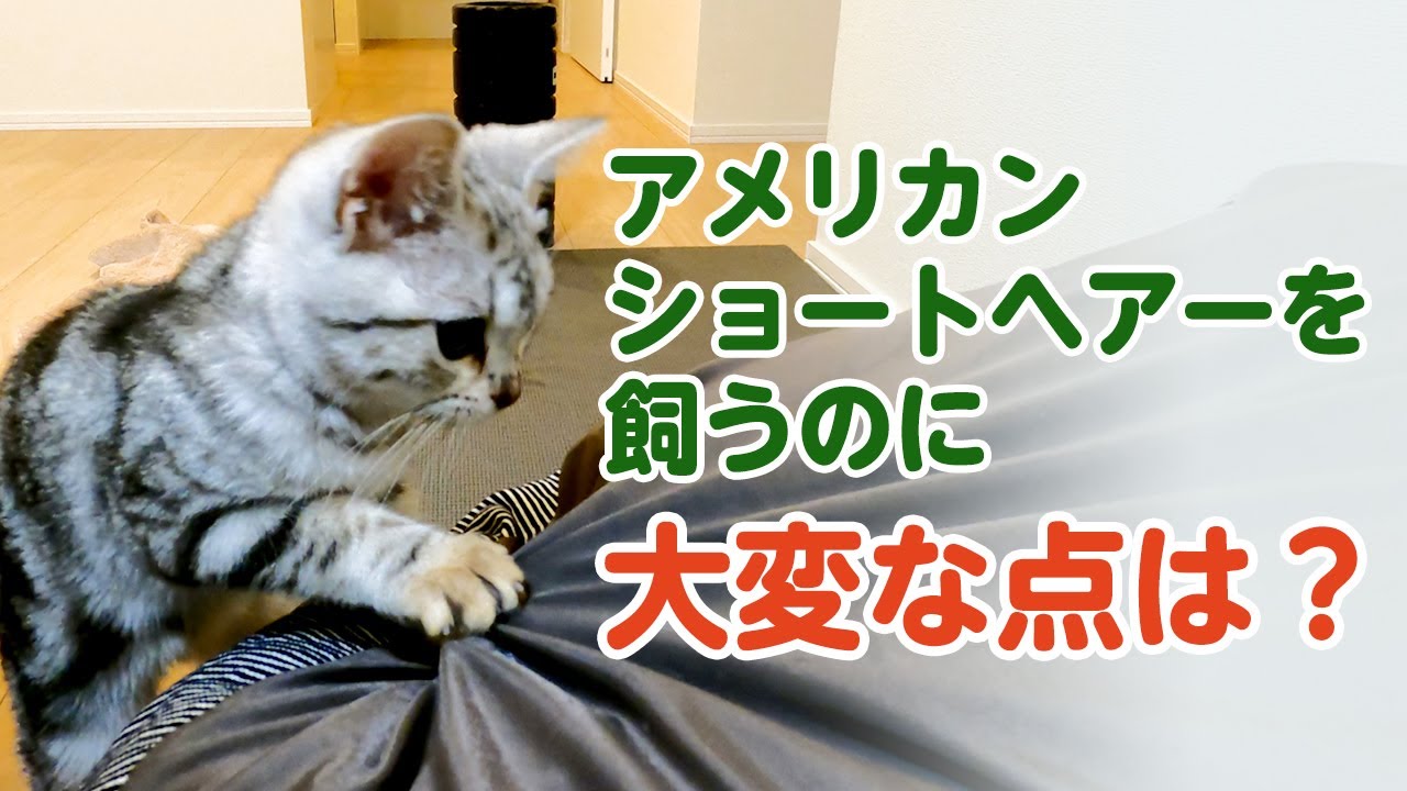 アメショを飼って大変だった点（デメリット）は？
