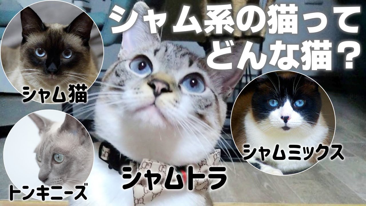 【解説】シャム系猫4種の共通点とそれぞれの特徴や性格｜シャムトラは？