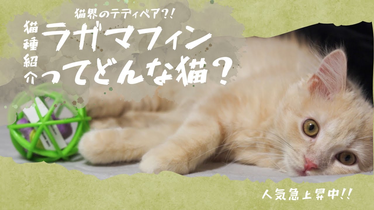 【猫界のテディベア】ラガマフィンってどんな猫？？