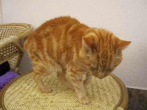 世界でも珍しい尻尾のない猫ちゃん「マンクス」がかわいい♡～Unusual tail-free cat "Manx" is cute.
