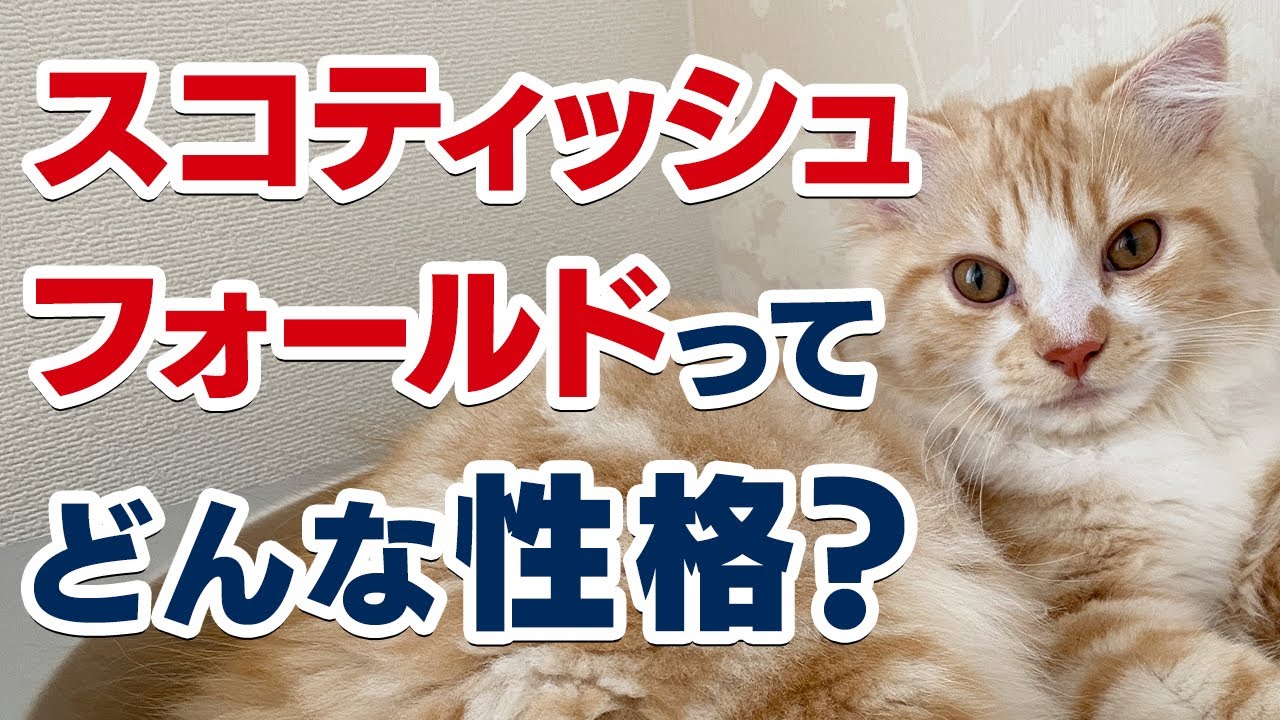 【スコティッシュフォールドってどんな性格？】実体験をもとにスコティッシュフォールドの性格や特徴をご紹介