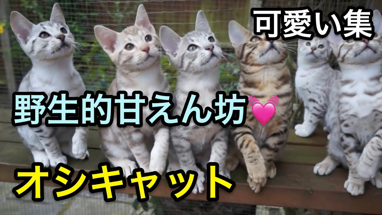 【オシキャット】野生的なルックスの甘えん坊！可愛いシーン集！【猫】