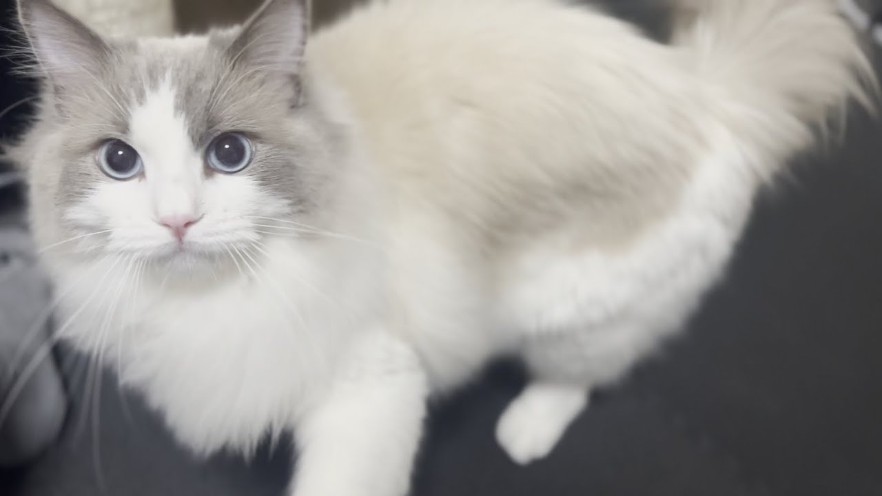 ラグドールは大人しくて穏やかな性格の猫...？実際に飼ってみて分かった10個の特徴！【かわいい】