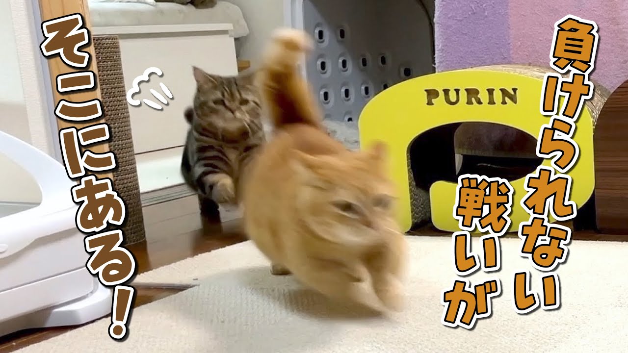 夜更かししてたら愛猫たちが白熱の試合を始めました…！