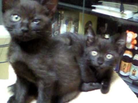 #mint and salt(Havana Brown Kitten)　1.5カ月でだいぶ猫らしい顔に。