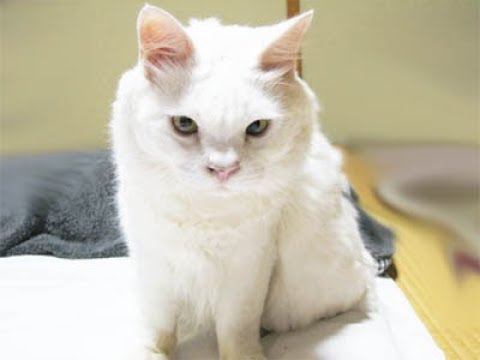 もこもこしたぬいぐるみのような猫ちゃん「キムリック猫」がかわいい♡～Cat "Cymric" is cute, such as a stuffed animal.