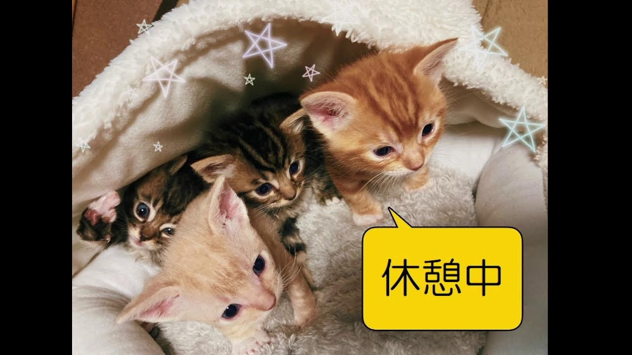 子猫のライブ配信（ラグドールとラパームのMIXです！）