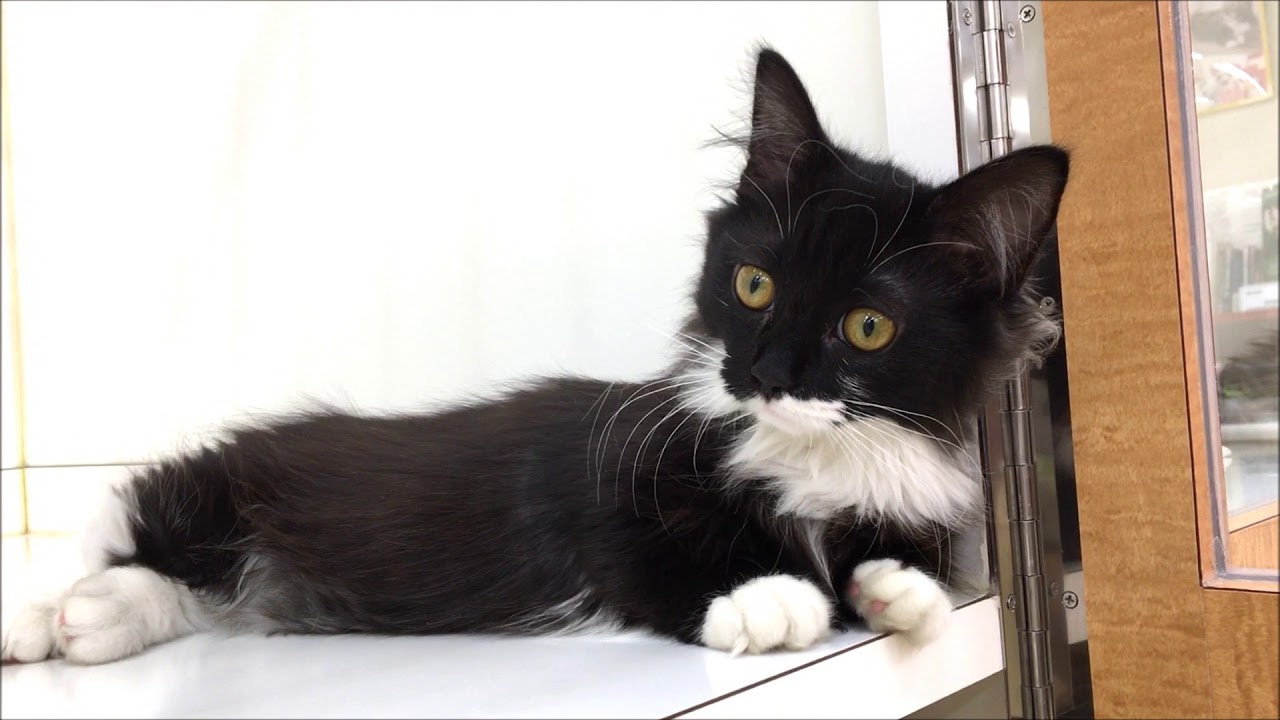 超短足!! 愛らしいロングヘアーのマンチカンです☆