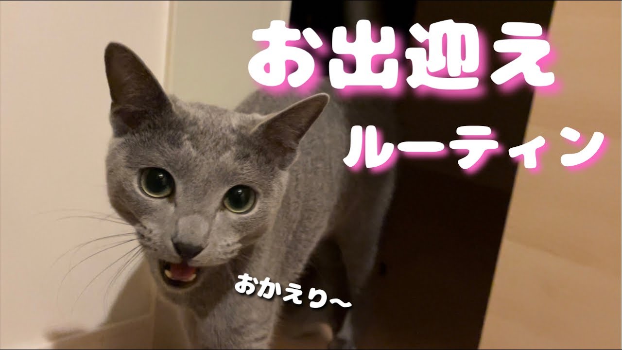 主の帰宅を大喜びでお出迎えしてくれる猫が可愛すぎる【ロシアンブルー】