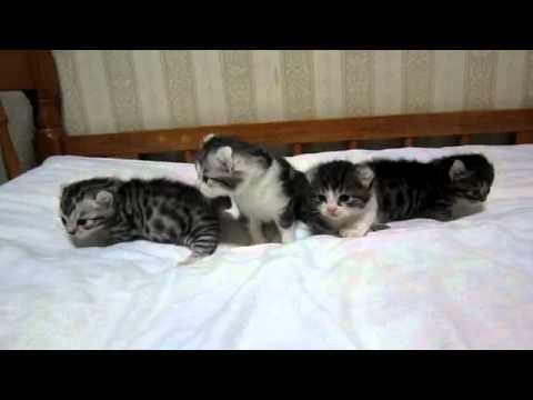 マンチカールの赤ちゃん　生後3週間