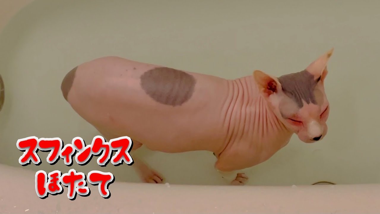 半身浴でお風呂を堪能するほたて猫【スフィンクス　猫】