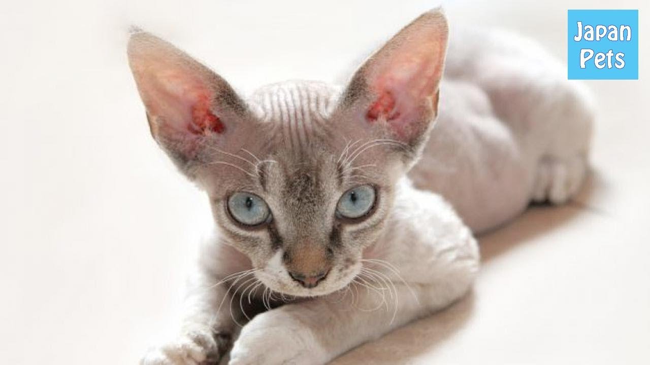 可愛い巻き毛が特徴的♪コーニッシュレックスの性格や寿命、体重は？ - Japan Pets