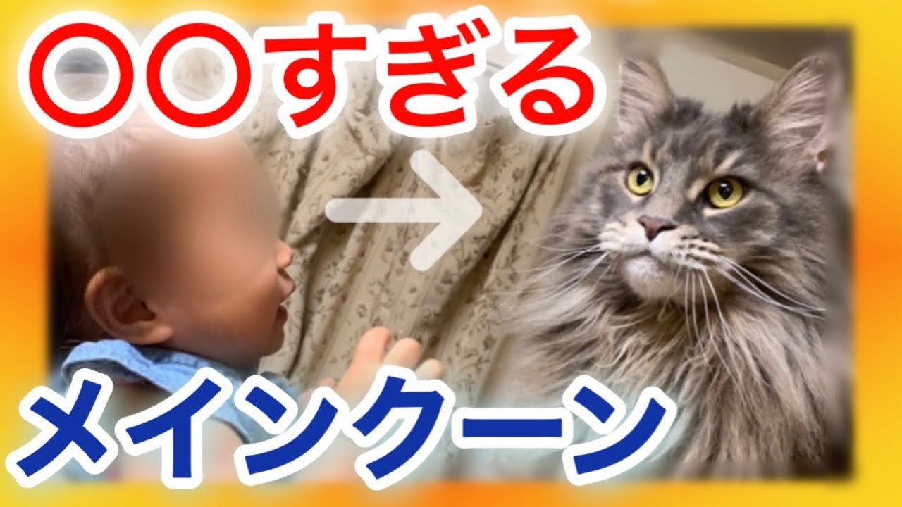 【●●すぎるメインクーン６選】メインクーンと８年暮らして驚かされた事