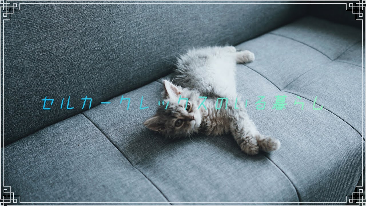子猫を迎えました「セルカークレックス爆誕」ルート君