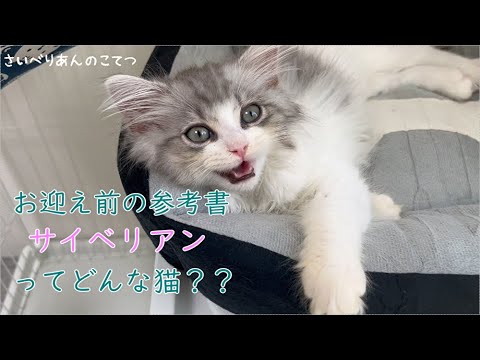 お迎えして１ヵ月サイベリアンを実際飼ってみて思うこと３選！！