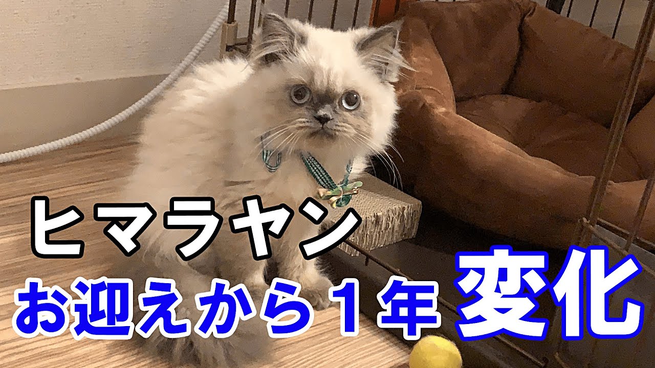 ヒマラヤンをお迎えしてから約１年経過、様子の変化を比較してみました