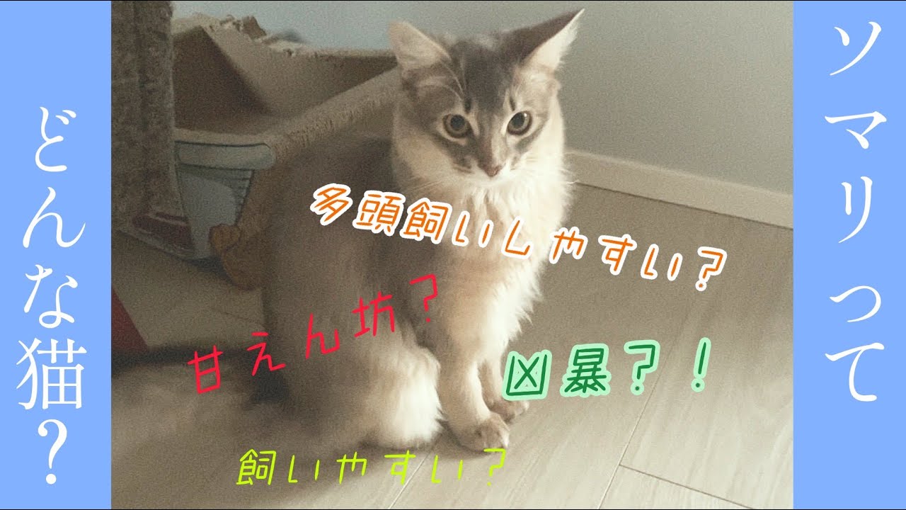 ソマリってどんな猫？｜飼いやすい？甘えん坊？特徴は？