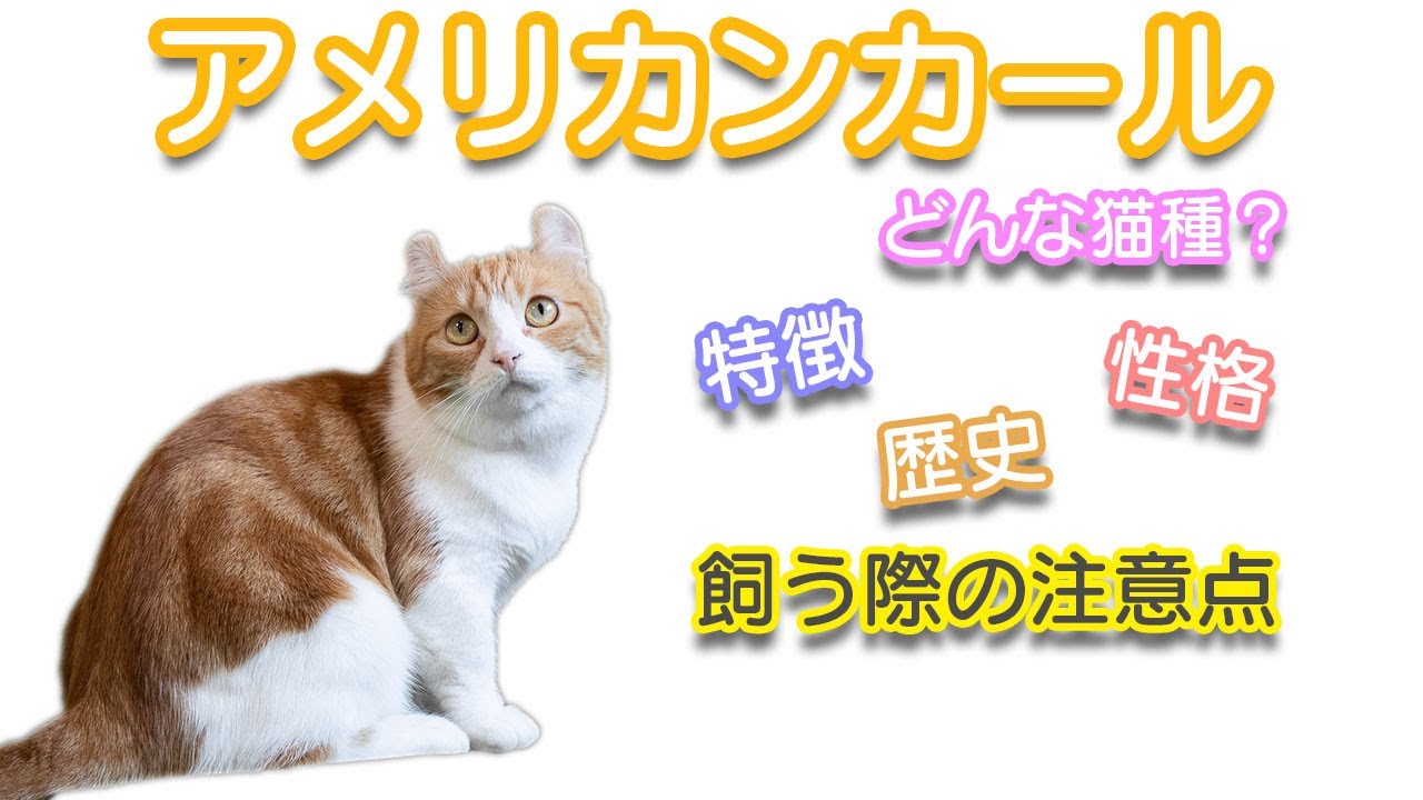 アメリカンカールってどんな猫種？特徴・性格・歴史・飼う際の注意点など解説！