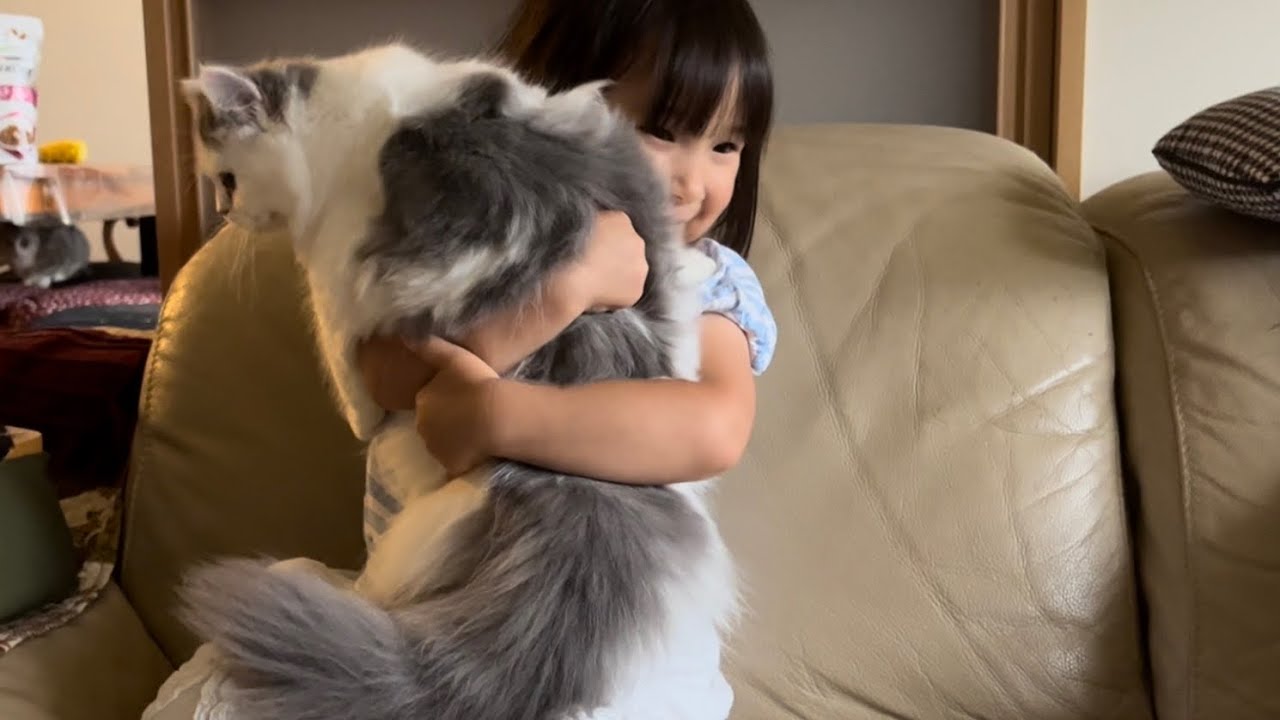 急展開で家族の一員として迎え入れられた実家猫　ラガマフィン　Suddenly a cat welcomed as a family
