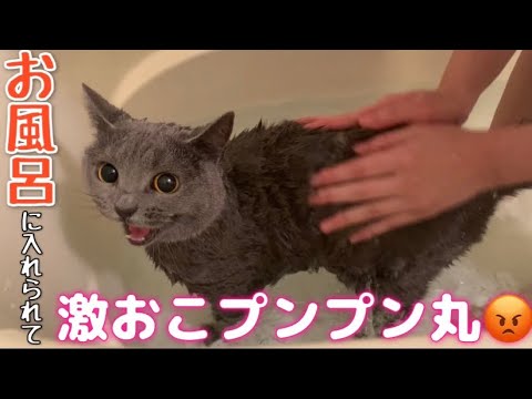 【シャルトリュー】大嫌いなお風呂に入れられ激おこプンプン丸な猫😡