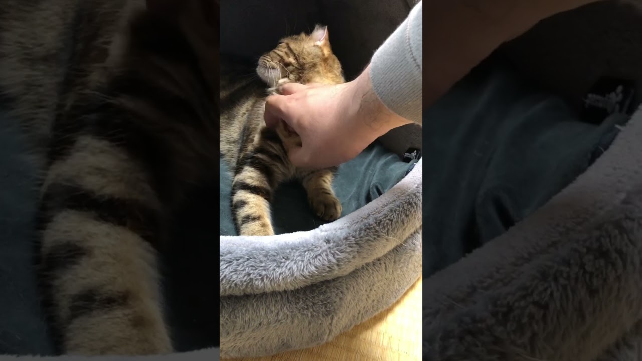 左側をかいてほしいアメリカンカールが可愛い😻