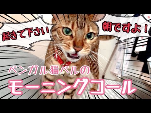 ベンガル猫ベルのモーニングコールがしつこくて可愛い