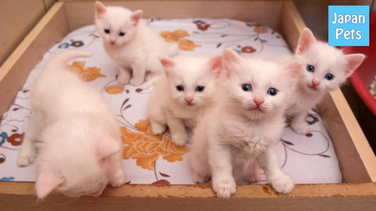 猫なのに泳ぎが大好き！？ターキッシュバンの性格や価格を知ろう！ - Japan Pets