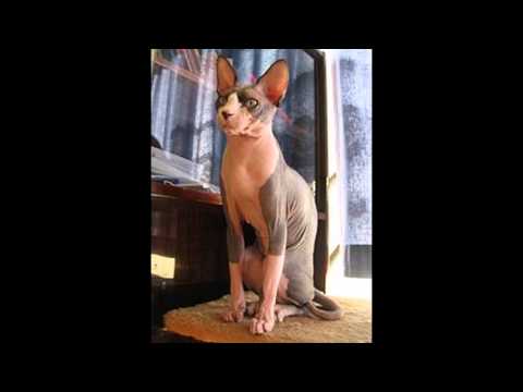 世界の純血猫４２種類！