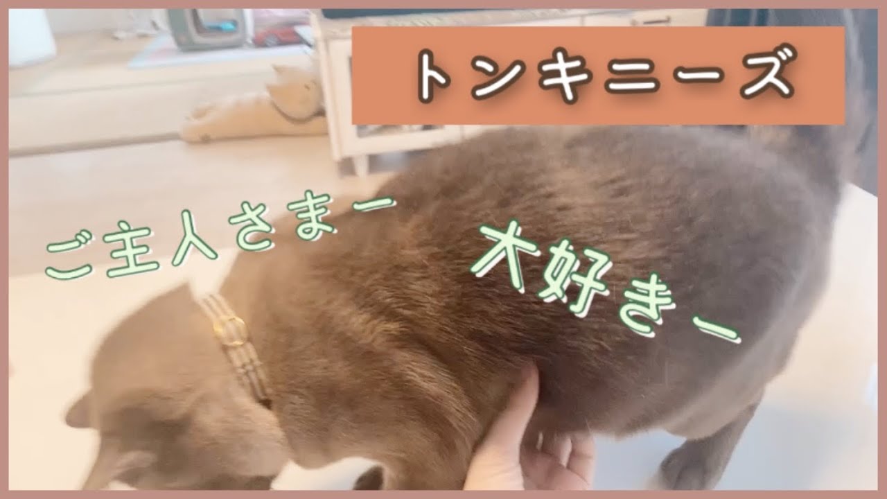 犬みたいな猫[ トンキニーズ ]甘えまくりで可愛い❤️[ 猫　cat ]
