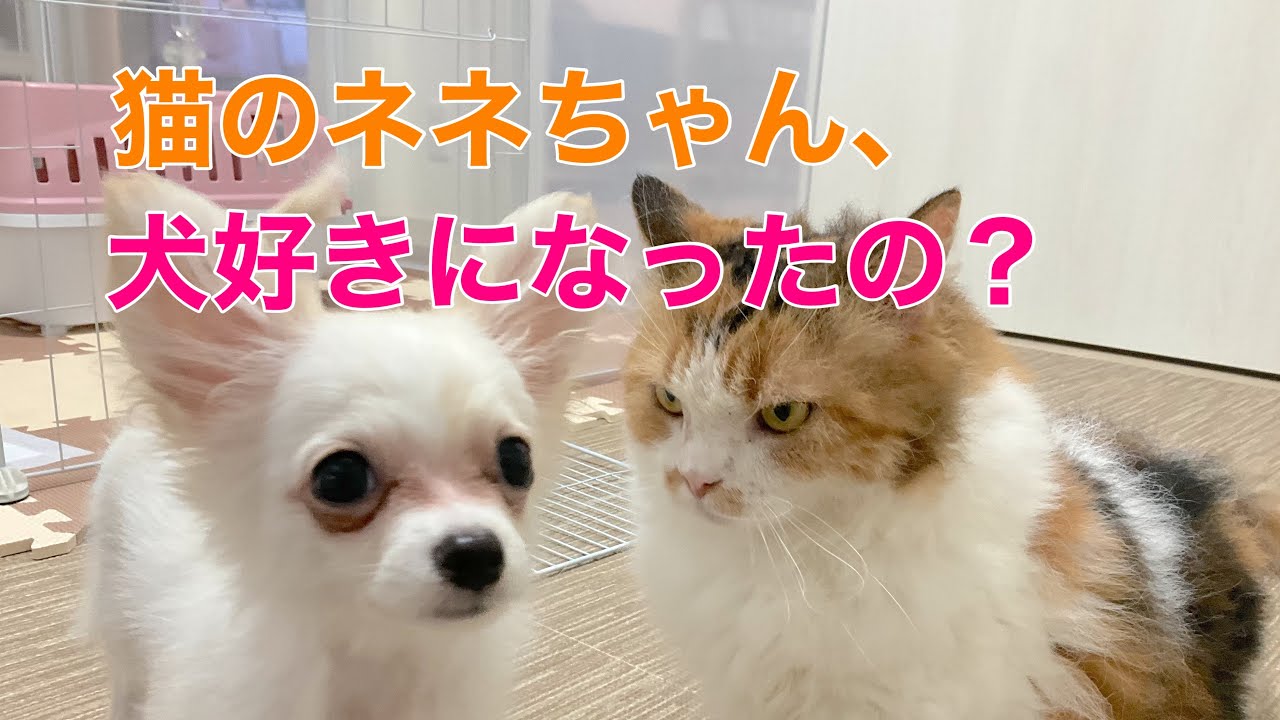 【スクーカムのネネちゃん】犬好きになった猫？
